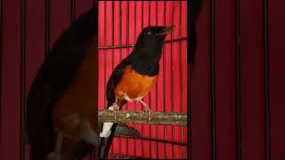 Download lagu pemancing emosi untuk memancing bunyi burung murai mp3 Download lagu pemancing emosi untuk memancing bunyi burung murai mp3