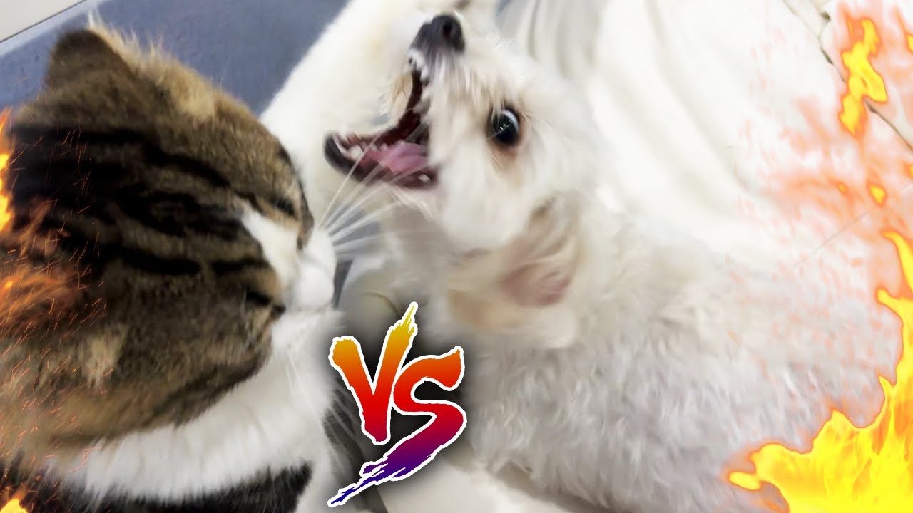 イッヌとネッコの喧嘩がヤバすぎる..