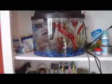 My Betta Fish Tank