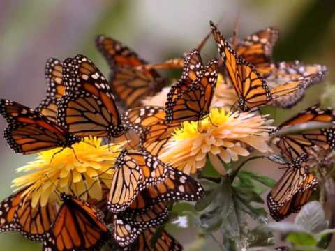 Dia de Festa Frei Rinaldo Stecanela