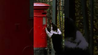 Quem é Esse Doido Dentro da Caixa de Correio? #mrbean #mrbeanemportuguês #shorts