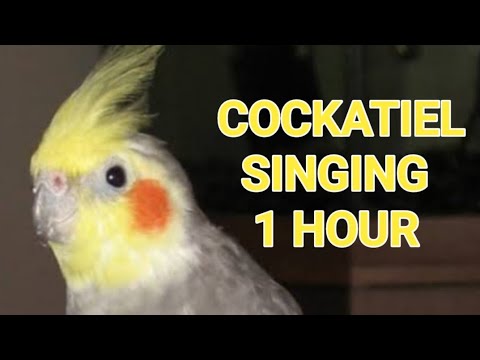 one hour Pied Cockatiel singing sounds||cockatiel calls||Natural song||August 07 2023