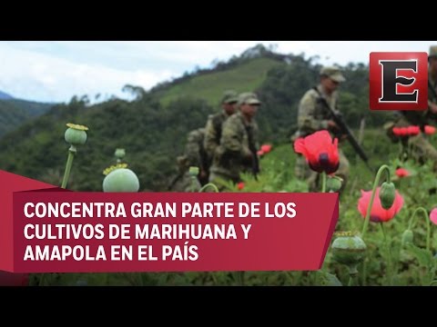 El Triángulo Dorado, la tierra sagrada del narcotráfico