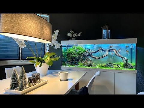 5 Most Beautiful Angelfish Tank | Incredible Angelfish Aquascape by Adrie Baumann