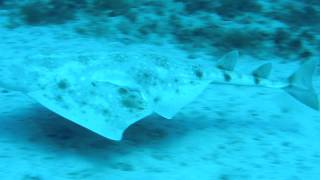 Angel Shark.MP4
