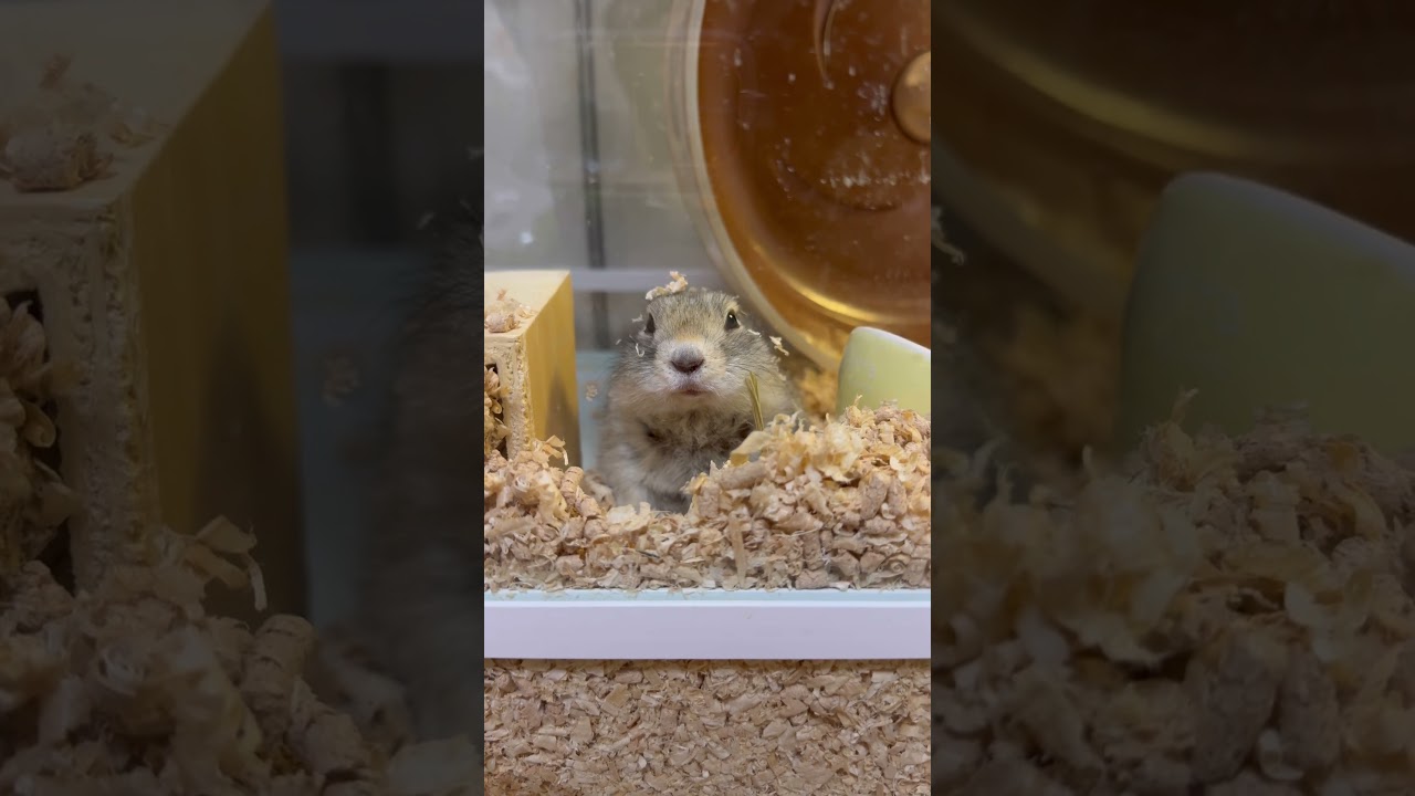 何気ない日常（トイレ砂のせいで外に出れなくなった日）#ピー助 #リチャードソンジリス #動物#ペット