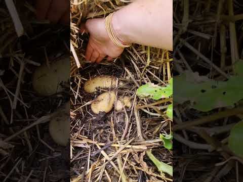 Lazy potatoes! #shorts #potato #lazypotato #gardeningtips #gardeninspiration #healthysoil #health