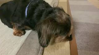 うちの犬がなぜか畳を舐めてます
