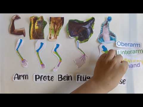 Analoge, homologe und rudimentäre Organe