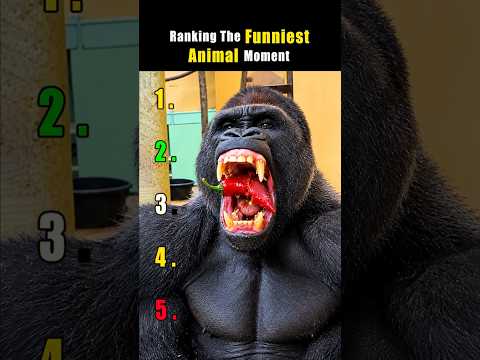 Ranking The Funniest Animal Moment 🤣🤣 #funny #animals #trending #shorts #viral