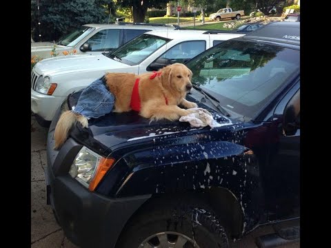 Funny Dogs Freaking Out In Car Wash Compilation || AHF [HD]