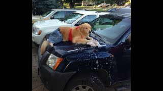 Funny Dogs Freaking Out In Car Wash