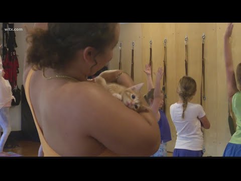 Kitty yoga classes raise money for cat rescue group