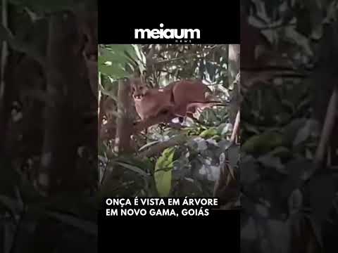 Moradores do Novo Gama registraram o momento em que uma onça parda descansava em árvore da região.