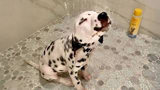 When Your Dogs Meeting Water for the First Time Be Like…
