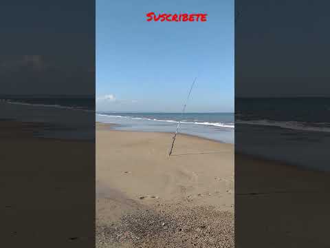 Pesquero de las Toscas Canelones Uruguay, Mucho pique. #pesca #uruguay #fishingvideo