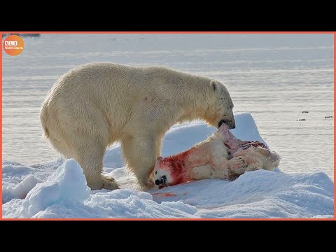 What Happen in Nature! Cold Blooded Animals Eat Their Baby - Animal Documentary | Wildlife Secrets