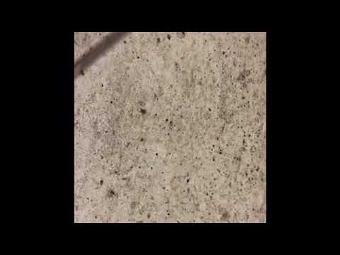 Spiders Infest Warehouse & Bite Employees in Manalapan, NJ