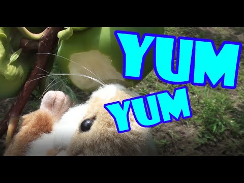 ⋕101 Breaking into the persimmon orchard - Find the hidden hamster 숨은 햄스터 찾기