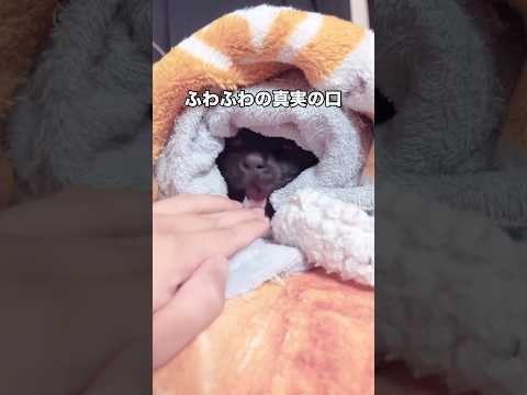 我が家のふわふわ毛布の中にのみ住むとされています #黒猫 #家猫 #真実の口 #shorts