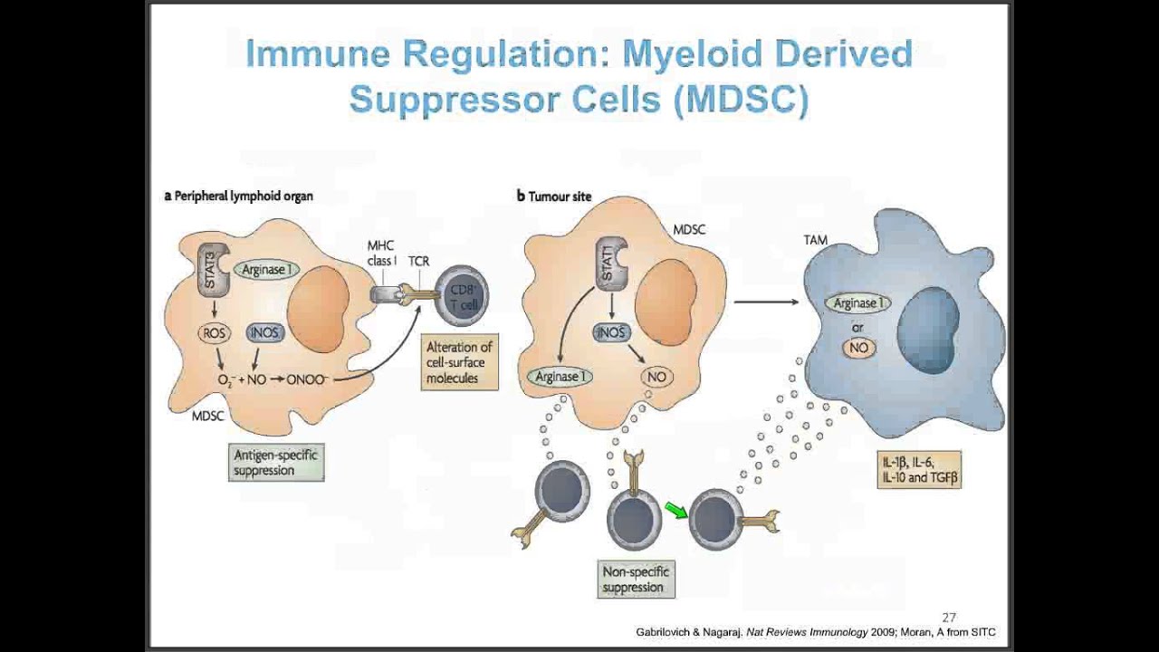 Cancer Revealed: How the Immune System Sees and Destroys Tumors, with Jeffrey Weber