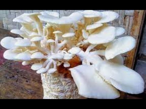 , title : 'manfaat jamur tiram putih Bagi Kesehatan, salah satunya  Bisa Tingkatkan Sistem Imun'