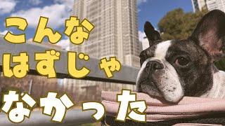ワンコと交流したくて公園行ったらがっかりしたフレブル🥲