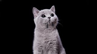 Radical Face - Memory (From the Musical "Cats")