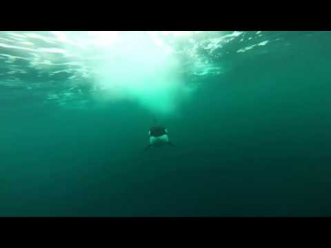 NEVER BEFORE FILMED. Orca Underwater Boat Chase
