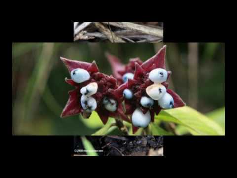 Astrid belliot - lobi singi