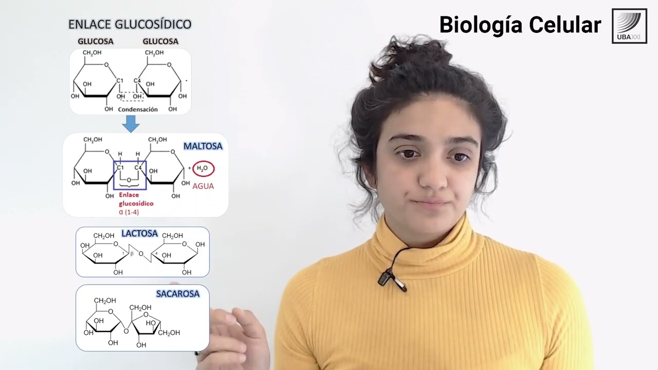 10. Biología Celular: Estructura y función de los Hidratos de Carbono