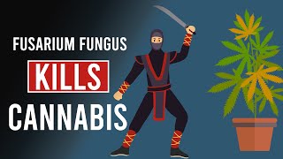 You May Need to DESTROY Your Cannabis Plants: Fusarium Fungus