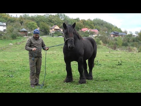 Caii lui Stelica de la Jichisu de Jos, Cluj - 2025 Nou!!!