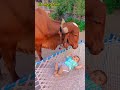 Cowvideo Ytshorts Trending Cowshorts