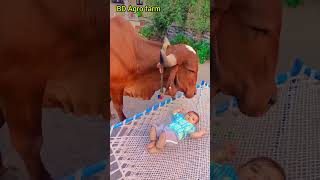 Download lagu #cowvideo #ytshorts #trending #cowshorts mp3