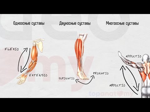 Боль ниже правой лопатки со спины Болит поясница и холодный нос