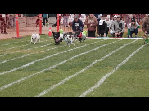 Corgis compete for top dog title in first-ever races at Missoula's Ogren Park - YouTube