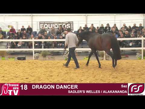 Lot 18 Dragon Dancer - Salon des Etalons du Lion 2015