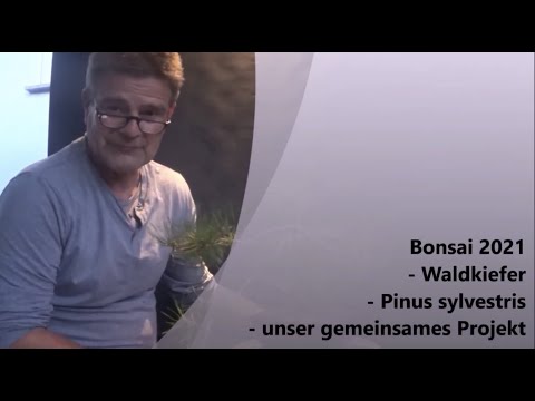 Bonsai 2021-7 - Waldkiefer - Pinus sylvestris - unser gemeinsames Projekt