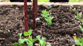 How to Support Your Growing Peas | Hayes Garden World