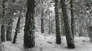 Gracious Good Shepherd