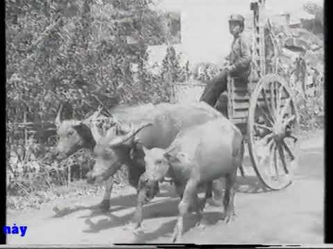 Thể hiện bởi Bích Phượng