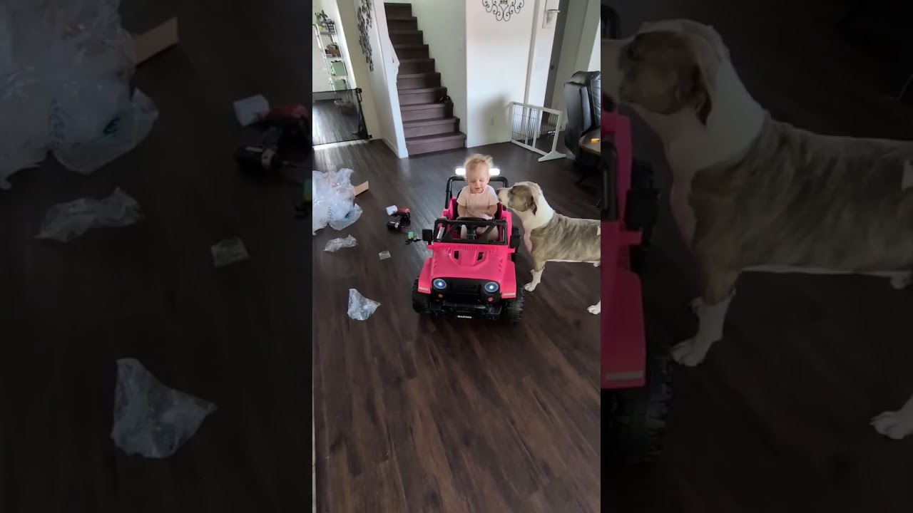 Frost, a ADOPTABLE mixed breed in Gilbert, AZ video 5/5