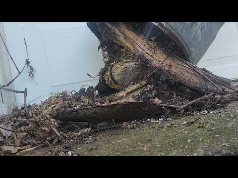 Found A Big Yellow Jacket Nest Underneath a Trash Can in Bound Brook, NJ