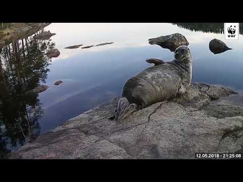 Upoznajte tuljana Bojana!