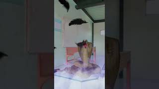 Download lagu lagu nagin #shorts #shortsvideo mp3 Download lagu lagu nagin #shorts #shortsvideo mp3