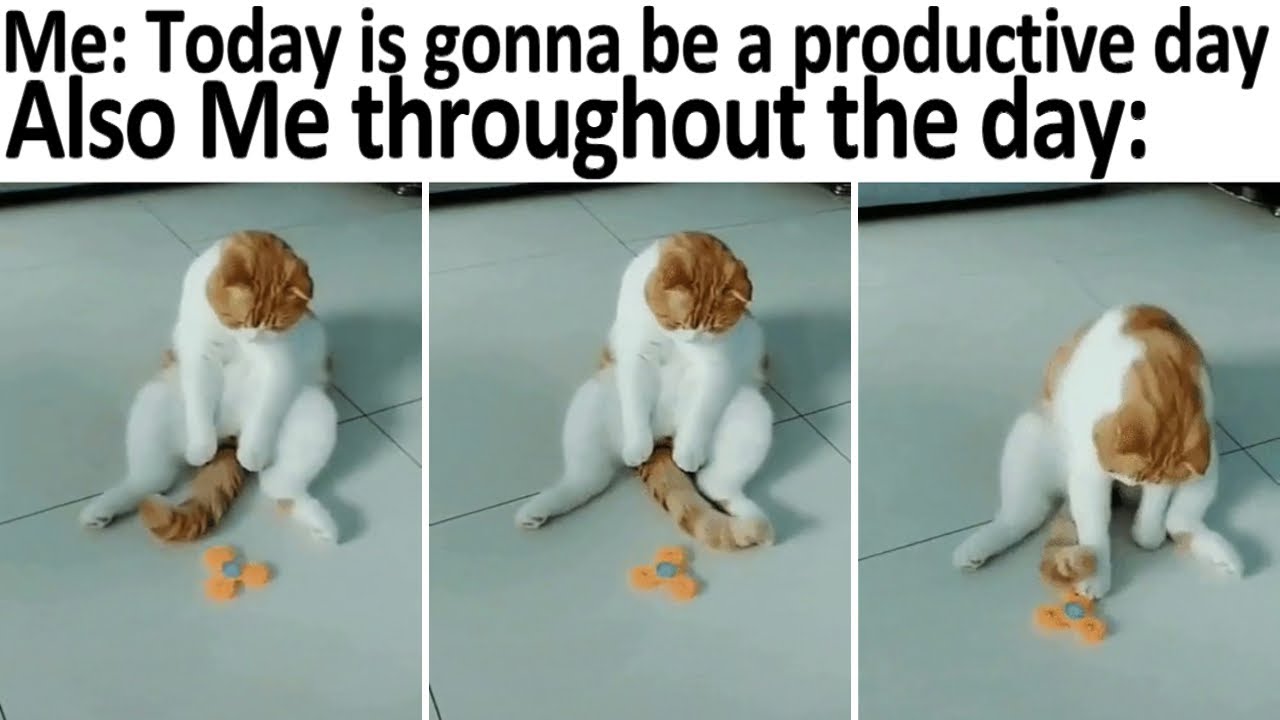 Funny Memes Featuring CATS | MEMES #Shorts 72