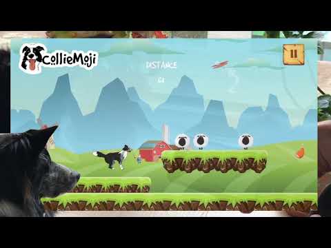 CollieRun - Free Dog game agil Video