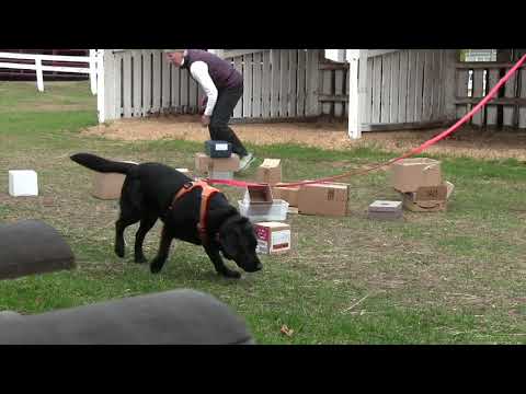 download lagu mp3 mp4 Dog Tracking Club, download lagu Dog Tracking Club gratis, unduh video klip Dog Tracking Club