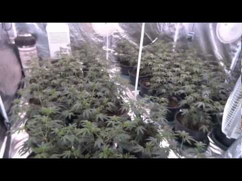 Back to Basics - Day 9 of Flower